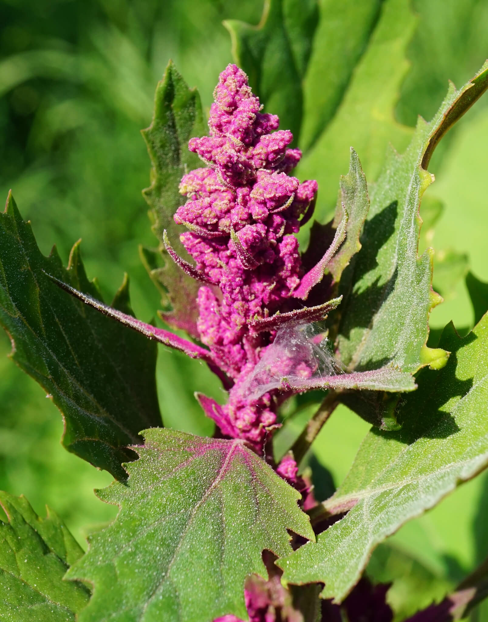 Chenopodium giganteum
